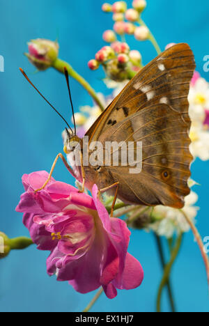 Paralellize papillon Apatura ilia(peuplier). Nymphalidae. Banque D'Images