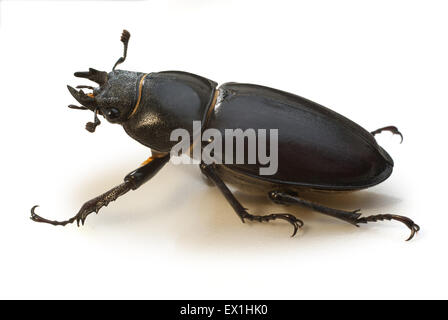 La femelle du cerf (Lucanus cervus) un grand coléoptère du genre(Lucanus). Banque D'Images