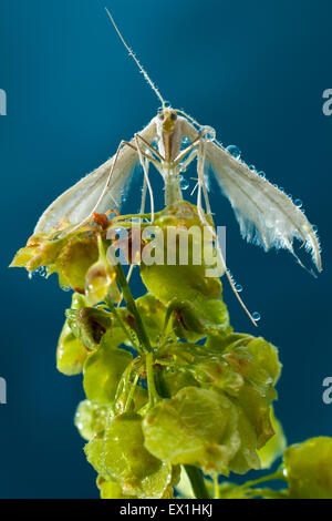 Papillon crépuscule Palabrica (relations hôte-plante).(Pterophorus pentadactylus) sur l'inflorescence savla(Rumex). Banque D'Images