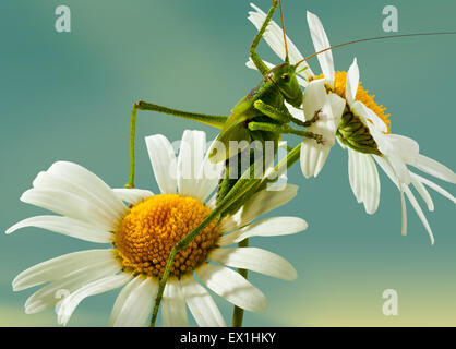 La larve de la sauterelle gris(Decticus verrucivorus) sur une fleur de camomille(Tripleurospermum inodorum). Banque D'Images