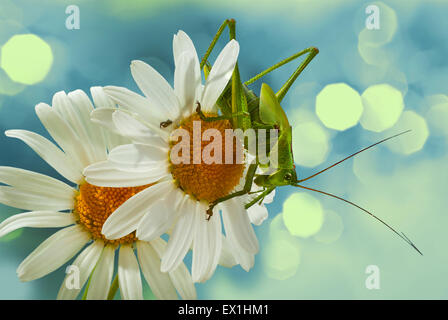 La larve de la sauterelle gris(Decticus verrucivorus) sur une fleur de camomille(Tripleurospermum inodorum). Banque D'Images