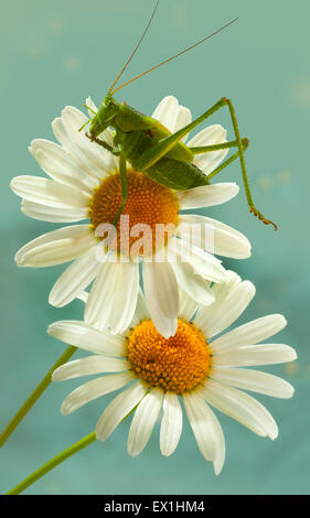 La larve de la sauterelle gris(Decticus verrucivorus) sur une fleur de camomille(Tripleurospermum inodorum). Banque D'Images