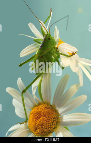 La larve de la sauterelle gris(Decticus verrucivorus) sur une fleur de camomille(Tripleurospermum inodorum). Banque D'Images