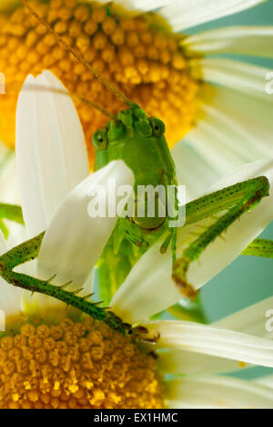 La larve de la sauterelle gris(Decticus verrucivorus) sur une fleur de camomille(Tripleurospermum inodorum). Banque D'Images