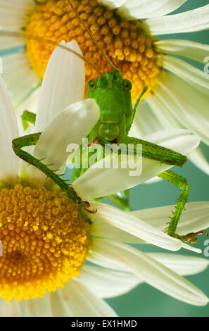 La larve de la sauterelle gris(Decticus verrucivorus) sur une fleur de camomille(Tripleurospermum inodorum). Banque D'Images