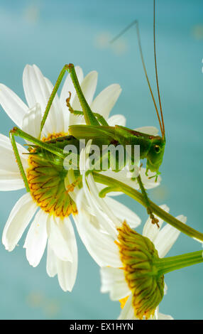 La larve de la sauterelle gris(Decticus verrucivorus) sur une fleur de camomille(Tripleurospermum inodorum). Banque D'Images