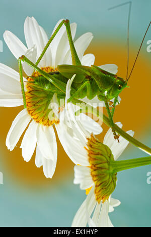 La larve de la sauterelle gris(Decticus verrucivorus) sur une fleur de camomille(Tripleurospermum inodorum). Banque D'Images