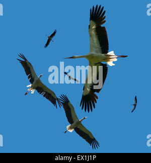 Un troupeau de cigognes blanches volant dans le ciel avec des nuages (Ciconia ciconia). Banque D'Images