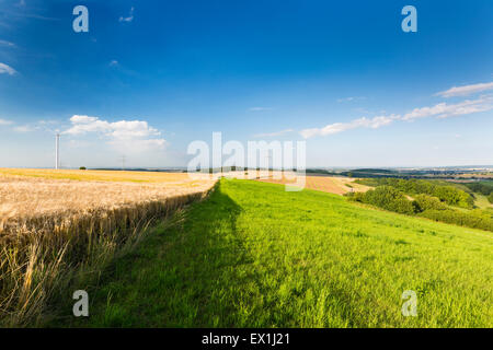 Beau paysage dans le Nord Eifel en Allemagne, avec un champ de seigle au premier plan et quelques éoliennes dans l'arrière-plan. Banque D'Images