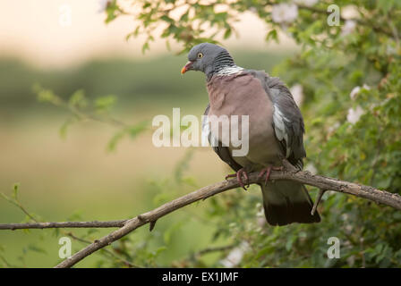 Pigeon de bois (palumbus de columba) perché à contre-jour dans la forêt Banque D'Images