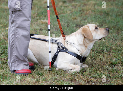 Une personne aveugle est dirigée par son golden retriever chien-guide au cours de la dernière formation pour le chien. Les chiens sont en cours divers tr Banque D'Images