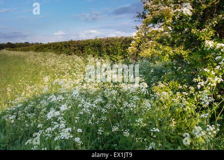 - L'Aubépine commune Crataegus & cow parsley - Anthriscus sylvestris, coulant sur une parcelle de terres arables. Banque D'Images