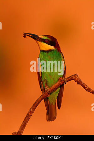 Guêpier d'Europe (Merops apiaster) Banque D'Images