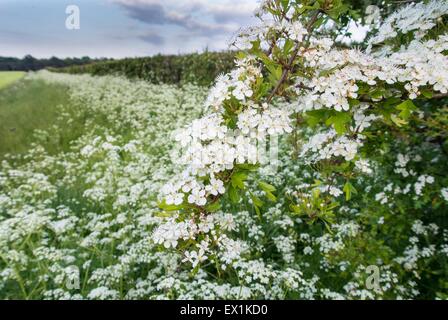 - L'Aubépine commune Crataegus & cow parsley - Anthriscus sylvestris, coulant sur une parcelle de terres arables. Banque D'Images