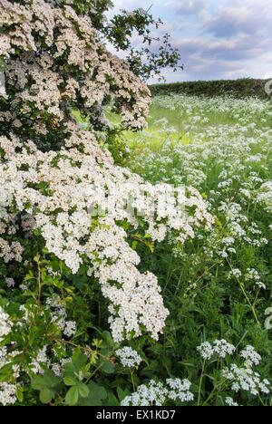 - L'Aubépine commune Crataegus & cow parsley - Anthriscus sylvestris, coulant sur une parcelle de terres arables. Banque D'Images