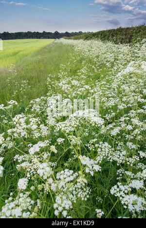 - L'Aubépine commune Crataegus & cow parsley - Anthriscus sylvestris, coulant sur une parcelle de terres arables. Banque D'Images