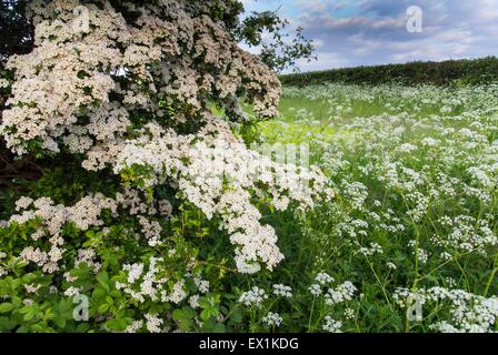 - L'Aubépine commune Crataegus & cow parsley - Anthriscus sylvestris, coulant sur une parcelle de terres arables. Banque D'Images