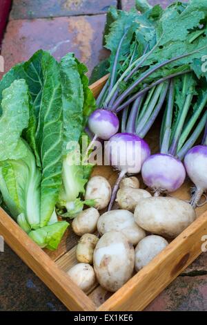 Collection de la récolte des légumes de printemps été cultivés Banque D'Images