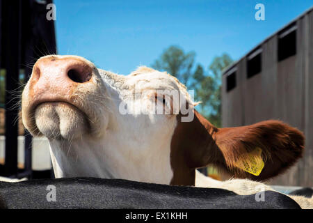 La vache laitière la tête dans la file d'attente de traite Banque D'Images