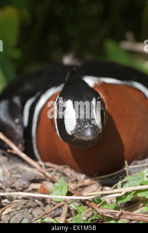 Bernache à cou roux (Branta ruficollis). Femelle sur son nid. La tête en bas ; les yeux de l'avant ; blanc joues peut intimider les prédateurs. Banque D'Images