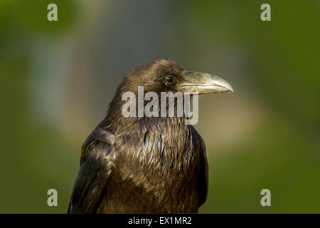 Grand Corbeau Corvus corax Parc National de Bryce Canyon, Garfield County, Utah, United States 25 juin des profils Corvidae Banque D'Images