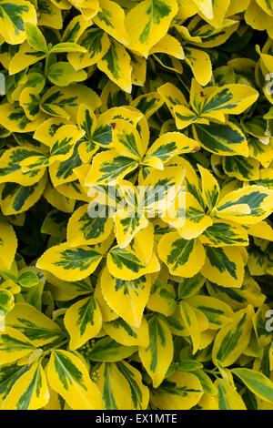 Euonymus fortunei 'Emerald 'n' Gold' Banque D'Images