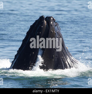 L'alimentation des baleines à bosse sur une jambe Banque D'Images