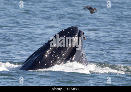 L'alimentation des baleines à bosse sur une jambe Banque D'Images