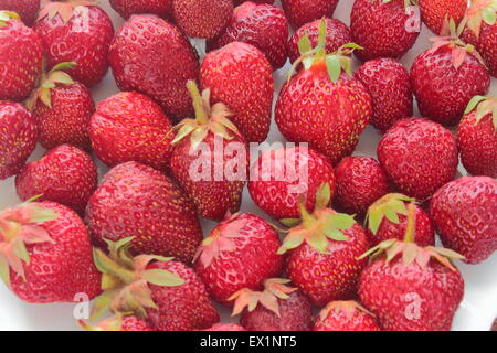 A beaucoup de délicieuses fraises Banque D'Images