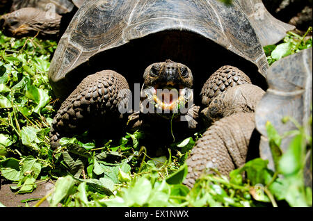 Tortue géante des Galapagos - Equateur - Banque D'Images