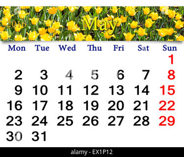 Calendrier de mai 2016 avec lit de fleur de tulipes jaune Banque D'Images