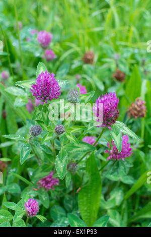 Le trèfle rouge Trifolium pratense- Banque D'Images