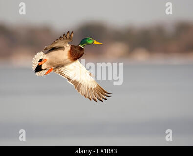 Canard colvert en survolant la rivière gelée Banque D'Images