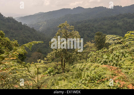 La Forêt impénétrable de Bwindi, en Ouganda Banque D'Images