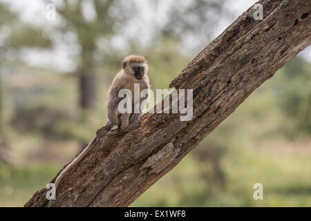 Jeune Singe assis sur un arbre, Tanzanie, Ndutu Banque D'Images