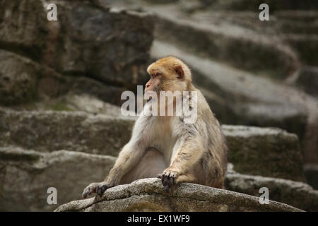 Macaque de Barbarie (Macaca sylvanus), également connu sous le nom de la mouche du bleuet au Zoo de Schönbrunn à Vienne, en Autriche. Banque D'Images