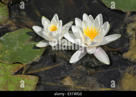 Star lotus (Nymphaea nouchali), également connu sous le nom de nénuphar blanc au Zoo de Schönbrunn à Vienne, en Autriche. Banque D'Images