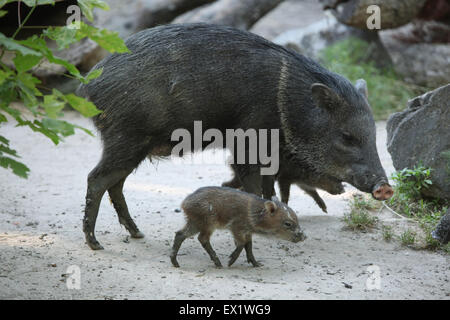 Pécari à collier (Pecari tajacu) avec son bébé au Zoo de Schönbrunn à Vienne, en Autriche. Banque D'Images