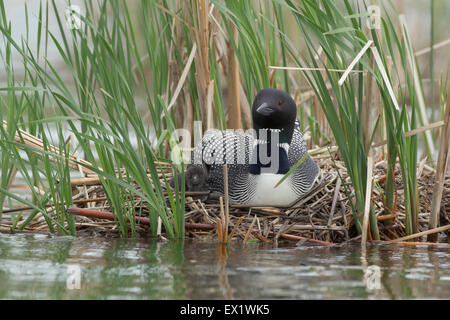 Plongeon huard (Gavia immer) Banque D'Images