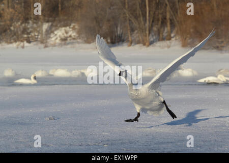 Cygne trompette (Cygnus buccinator) Banque D'Images