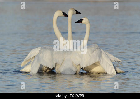 Cygne trompette (Cygnus buccinator) Banque D'Images