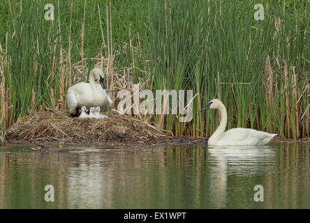 Cygne trompette (Cygnus buccinator) Banque D'Images