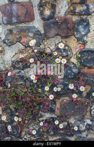 L'Erigeron karvinskianus vergerette - mexicaine Banque D'Images