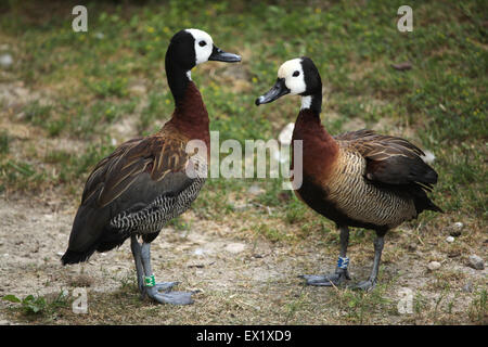 White-faced whistling duck (Dendrocygna viduata) au Zoo de Schönbrunn à Vienne, en Autriche. Banque D'Images