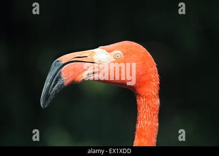Caraïbes flamingo (Phoenicopterus ruber ruber), également connu sous le nom de l'American flamingo au Zoo de Schönbrunn à Vienne, en Autriche. Banque D'Images