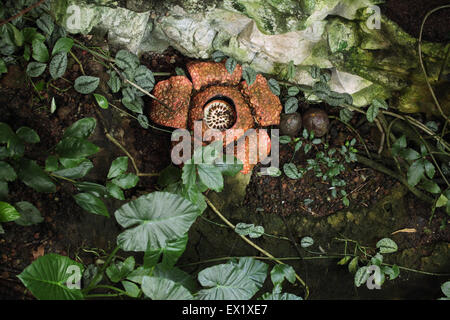 Rafflesia. La plus grande fleur du monde avec l'odeur de viande en décomposition au Zoo de Schönbrunn à Vienne, en Autriche. Banque D'Images