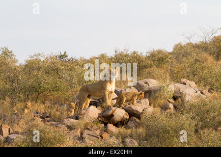 Lionne avec quatre jeunes oursons à Tswalu Kalahari, Afrique du Sud Banque D'Images