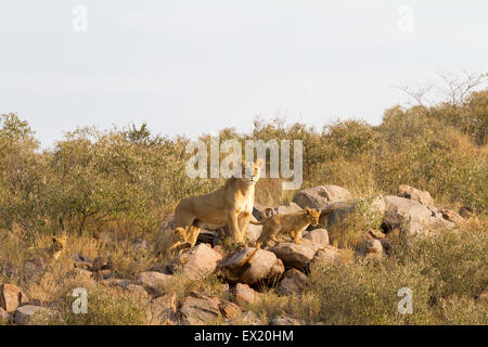 Lionne avec quatre jeunes oursons à Tswalu Kalahari, Afrique du Sud Banque D'Images