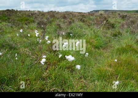 Parc national de Peak District Derbyshire, Angleterre Banque D'Images