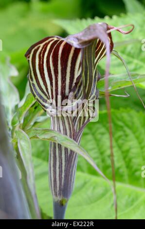 Arisaema consanguineum floraison dans un jardin marécageux Banque D'Images